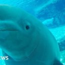 [해외동향] 파산에 이른 캐나다 마린랜드 감금 벨루가 30명의 운명은 어떻게 될까? 이미지