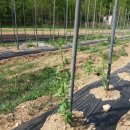 김창기머쉬룸팜 이미지