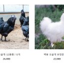 늘푸른유정란농장 이미지