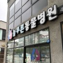 늘푸른동물병원 | |구미| 늘푸른동물병원 - 고양이 예방접종