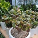 흙사랑 다육식물농원 | 돈을 불러오는 다육식물 염좌