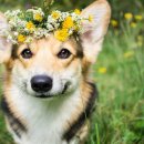 우리집 댕댕이 이미지