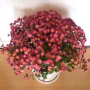 청량초등학교 이미지