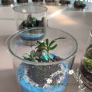 [다이음] 도시농업과 치유원예 | 프로그램 #마음원예심리연구소 #마음원예치유연구소 / 치유농업사 / 원예치료사 /도시농업관리사 / 평생...