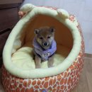 마메루 이미지