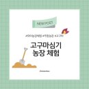 소정농장 | [승인이네 농장일기] 조엄기념 고구마 농장 고랑만들기와 모종심기