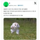 네덜란드 작가가 찍은 날개짓 연습 중인 새끼 올빼미 이미지