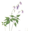 우리 꽃 세밀화 이미지