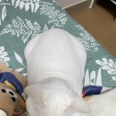 멍야옹실 이미지