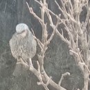 2욀27일 울집정윈무궁화나무에 온 물까치들 그리고 이름모른 새? 이미지