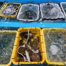 구조라위판장 이미지