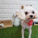 꽃다비펫 이미지