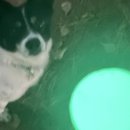 빛나는 강아지 이미지