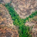 산불에 멸종될 뻔한 2억년 된 호주 소나무, 소방관이 살렸다 이미지