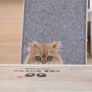 주택 옆 | 배곧 놀거리 추천 고양이주택 고양이카페 후기