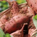 안면도농산 이미지