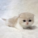 고양이분양 제나캣 화명점 이미지