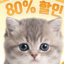 수원고양이분양 드림캣 안심분양센터 이미지