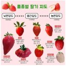 하얀딸기 이미지