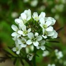 [3월 7일 탄생화] 황새냉이(Cardamine) : 사무치는 그리움 이미지