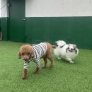 멍머니 2호점 이미지