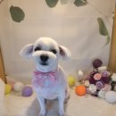 놀러와캣독 이미지