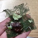 우성사우나 | [대전 관저동 맛집] 우성쭈꾸미&amp;직화덮밥, 직화쭈꾸미와 살치살덮밥 후기!