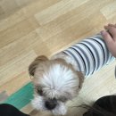 맑은물소리캠핑장 이미지