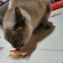 야미야미 이미지