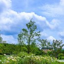 부천중앙공원 이미지