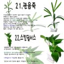 [(화초)] 일반가정에서 많이 기르는 화초의 종류와 사진 이미지