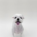 댕그리몽 이미지