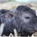 제주 흑우 이미지