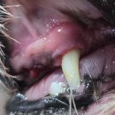 포곡동물병원 이미지