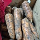 흙사랑3농장 | 구좌 흙당근 제주 햇당근 5kg 10kg 미니 주스용 산지직송 당일수확