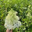 윙키핑키 이미지