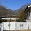 개만세 유치원(대형견) 이미지