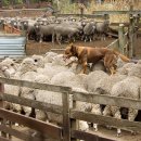 변이(미디어) 이미지