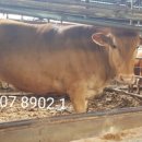 태영한우농장 이미지