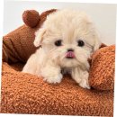 그루밍125 | 성남강아지분양, 퍼피에몽에서의 특별한 하루