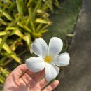 듀 하우스 | 보홀 맛집 후기_2(오버그로운 카페 토스트, 듀말루안 밥집, 살라뽀 바베큐, 오아시스 시니강, 쥬세페 피자)