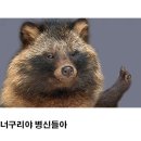 너구리 이미지