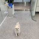 네일레쉬
