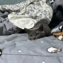 셀카봉/삼각대 추천, 알리익스프레스 직구, 김해 맛집 추천, 피드메이커 후기, 무신사 큐레이터 승인)
