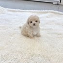 강아지분양 애견분양 퍼피플라워 중랑점 | 중랑구강아지분양 건강 보증서 품종 선택 환경 확인 핵심 요소 정리