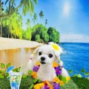 눈부시개 이미지