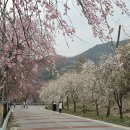 후기 2-1: 2025.04.05.토 [거창]덜 피면 덜 핀대로 즐긴 수양벚꽃, 거창창포원, 용원정 덕천서원, 건계정 벚꽃 여행 이미지