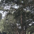 팜스하우스 | 공원, 코나조, 그린웰팜스 커피농장, 카할루우 비치...베이, 쉐라톤 와이키키, 루스 크리스 스테이크하우스