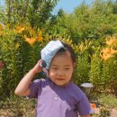 창포머리 이미지