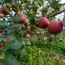 솔대농원 이미지